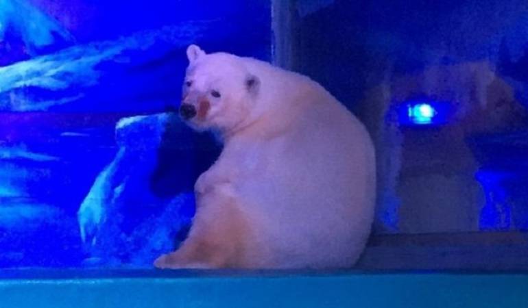Distintas imágenes de Pizza con aspecto "triste" han dado la vuelta al mundo.: Pizza, "el oso polar más triste del mundo" que vive en un centro comercial en China
