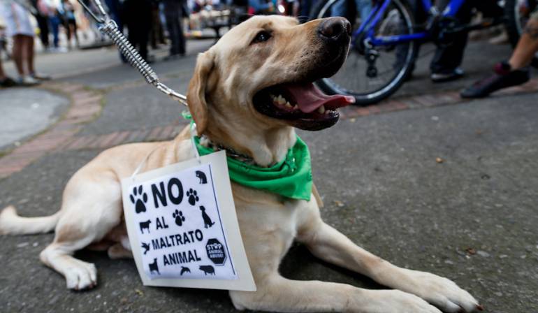 casos de maltrato animal: Anuncian investigaciones contra autoridades de Bogotá si no evitan casos de maltrato animal
