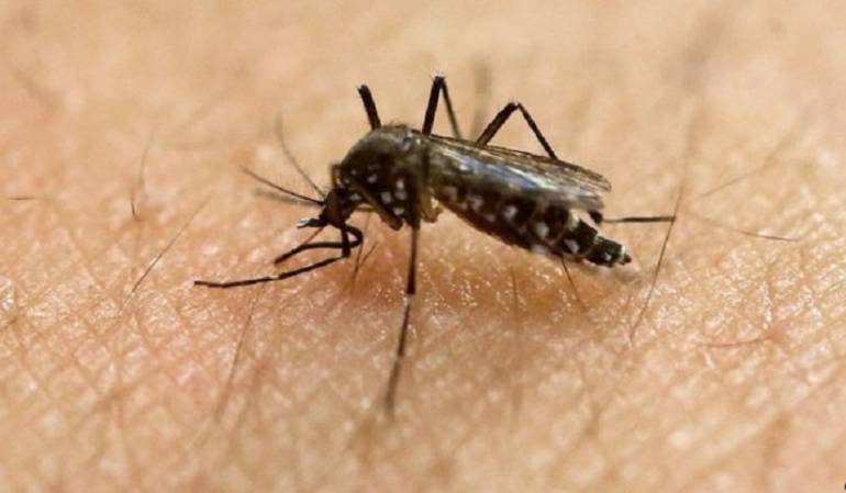 El virus del zika es transmitido por un mosquito, pero hasta ahora no había indicios de que estuviera presente en EE.UU.