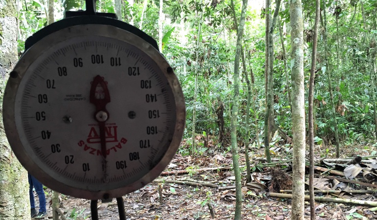 En el corazón cocalero del frente disidente de las Farc