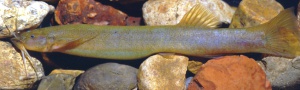 Fauna Colombiana: Nueva especie de pez gato en aguas del río Tetuán Fauna Colombiana: Nueva especie de pez gato en aguas del río Tetuán