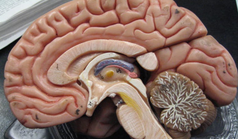 Donación órganos: Te has preguntado qué podrían hacer con tu cerebro en caso de donarlo