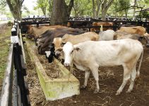 Cerrarán 15 de los 37 mataderos que abastecen a Boyacá