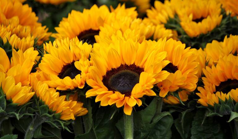 El tallo de los girasoles se estira durante el día: ¿Por qué los girasoles siguen al Sol y de un momento a otro dejan de hacerlo?