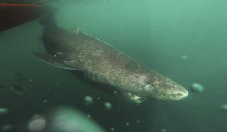 El tiburón de Groenlandia: El tiburón de Groenlandia es el vertebrado más longevo