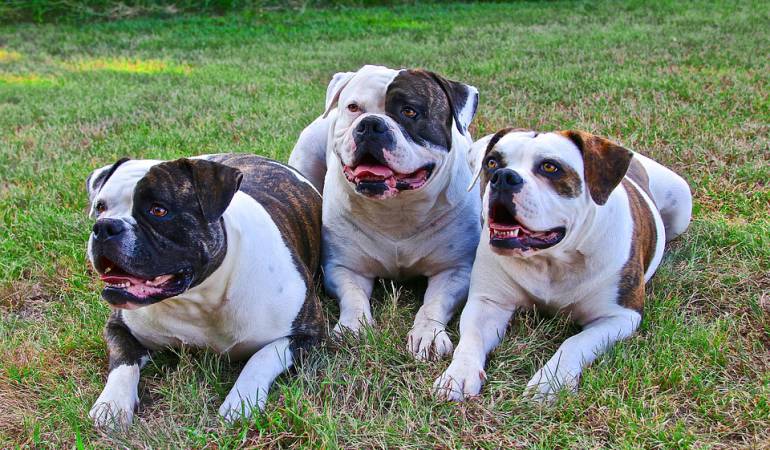 ¿Los perros entienden lo que decimos?: Los perros entienden lo que decimos y cómo lo decimos, pero ¿cómo lo hacen?