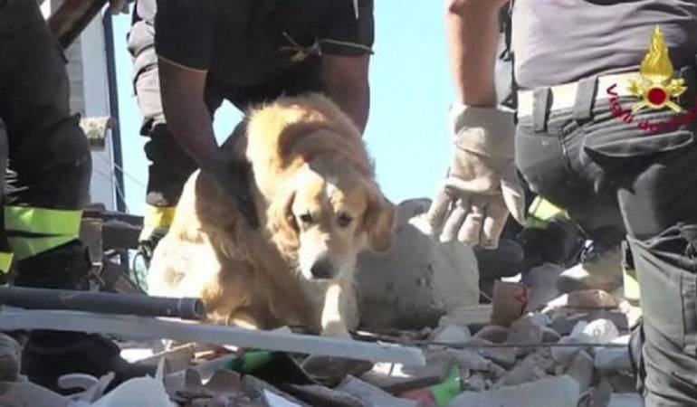 Perro sobreviviente terremoto en Italia: Romeo, el perro que sobrevivió nueve días bajo los escombros del terremoto en Italia
