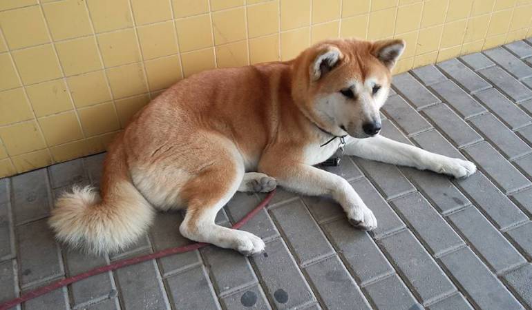 Maya, la perra que esperó a su ama en la puerta de un hospital por más de 6 días: La historia de 'Hachiko' se repite, pero esta vez con un final feliz