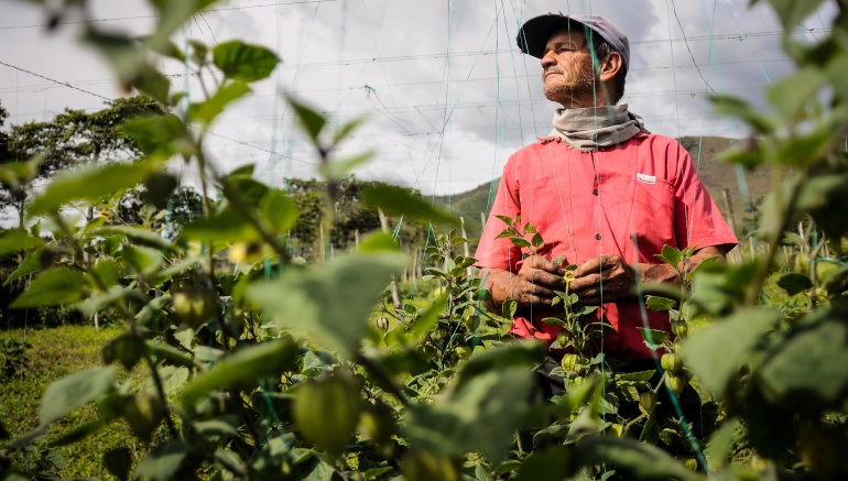 tierras en Colombia: Proponen utilizar tierras provenientes de extinción en plan siembra