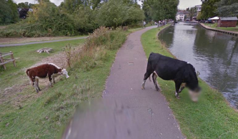 Curiosidades de Google Street View: La vaca a la que se le reconoció su derecho a la privacidad en el servicio de imágenes callejeras Google Street View