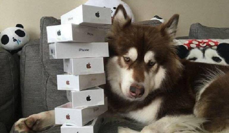 Chino le dio iPhone 7 a su perro: Un chino le compró ocho iPhone 7 a su perro