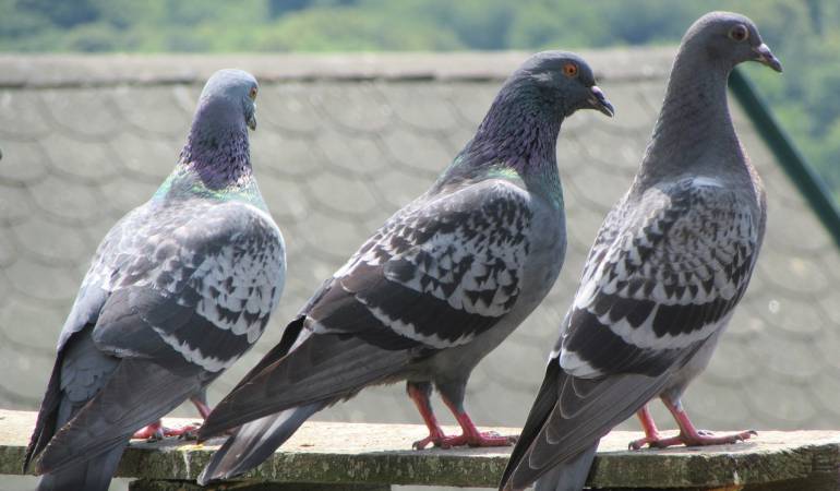 Palomas arrestadas: La curiosa historia de las palomas arrestadas en India por ser "espías"