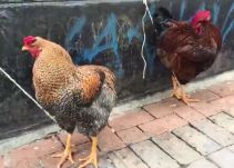 Conozca la historia del hombre que rifa gallos en el centro de Bogotá