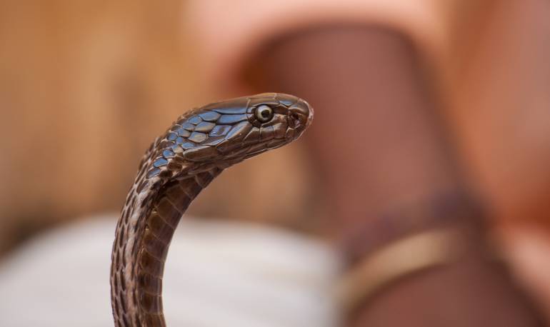 Cobras en China: Fuga de 50 cobras bebé tiene en alerta a las autoridades del este de China