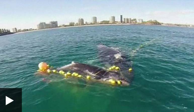 Ballena atrapada: El increíble rescate de una cría de ballena atrapada en una red de tiburones a la que su madre ayudó a sobrevivir