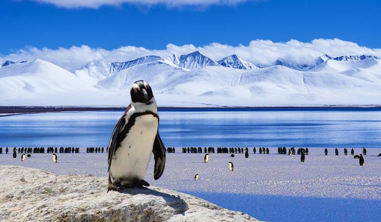 Pelea de pingüinos: La pelea de un pingüino después de encontrar a su pareja con “un amante”