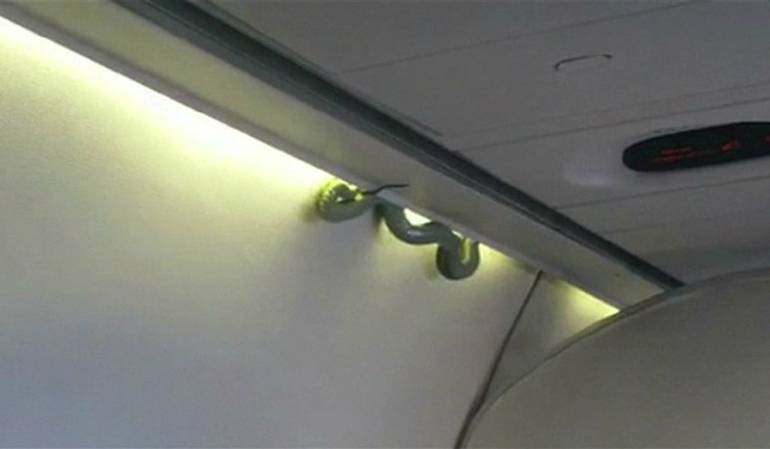 La escurridiza serpiente que apareció en un avión en México
