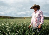 Un cultivo de piña que vale oro