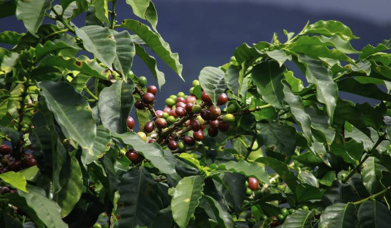 Nueva variedad de café fue desarrollada en Colombia: Colombia cuenta con nueva variedad de café