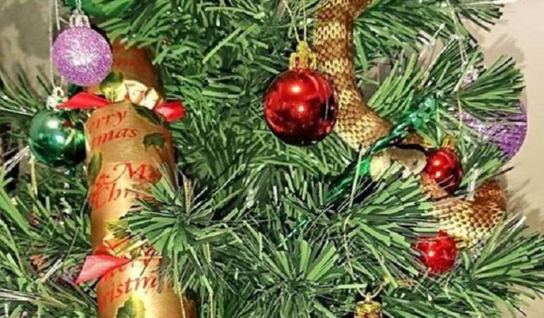 Serpiente en árbol de Navidad: Mujer encuentra una serpiente venenosa de 1 metro enroscada en su árbol de Navidad