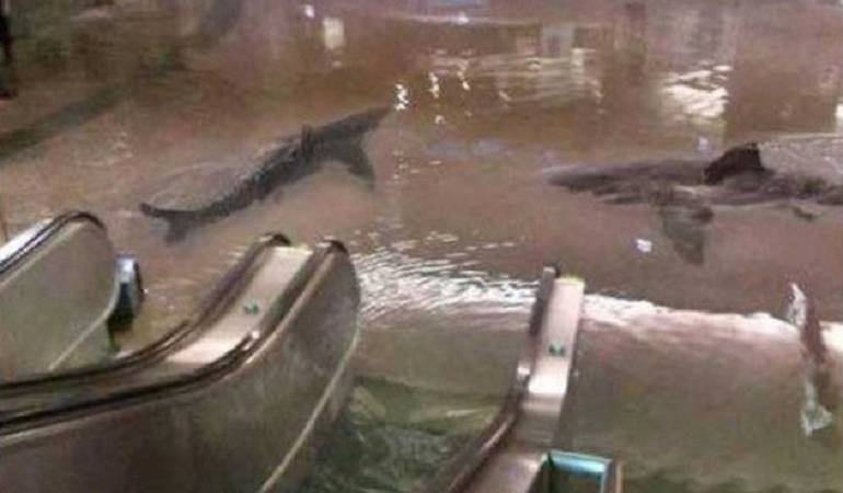 Noticias falsas: Tiburones nadando en un centro comercial: otro 'fake' que se volvió viral
