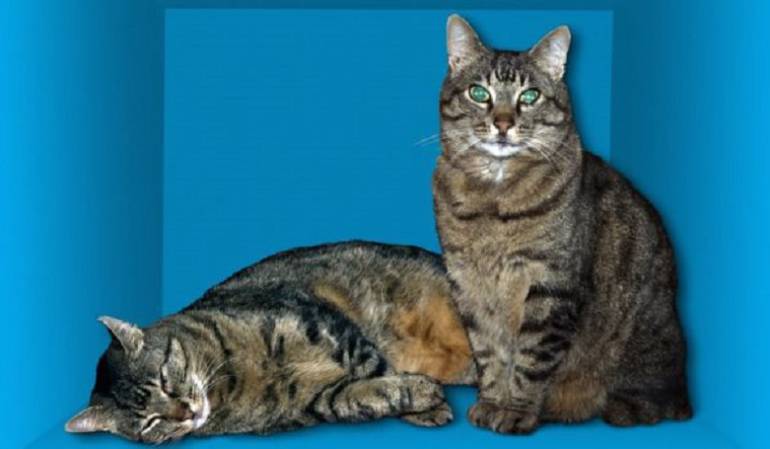 Avances de la física cuántica: El gato que está "vivo y muerto" y otros 9 avances de la física cuántica en 2016
