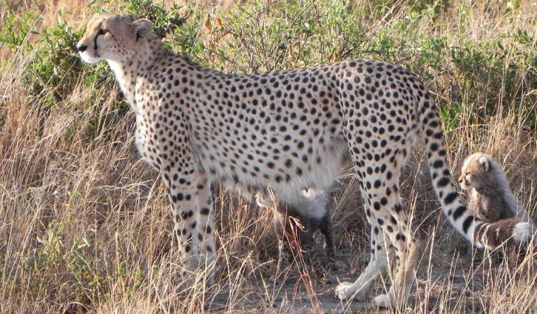 La chita en extinción: Por qué la chita, el mamífero más rápido del mundo, corre raudo hacia la extinción