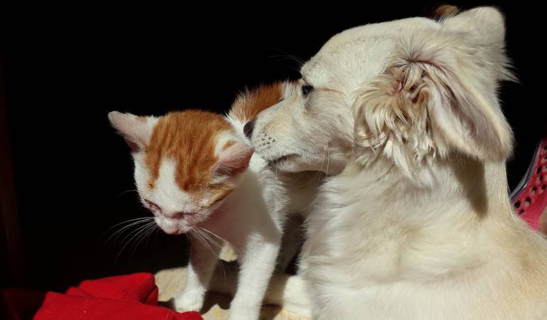 Herencia a perros y gatos: Mujer deja herencia millonaria para perros y gatos