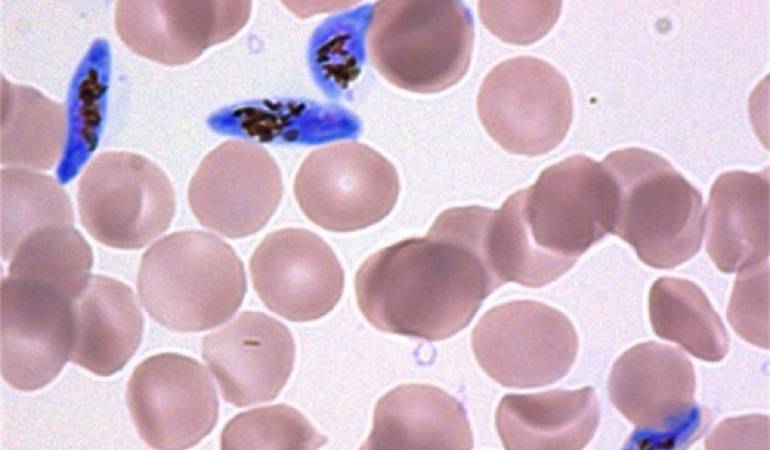 El calentamiento del planeta ha elevado el rango altitudinal donde se mueve el vector de la malaria.