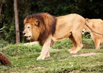Hallan tres leones decapitados y mutilados en Sudáfrica