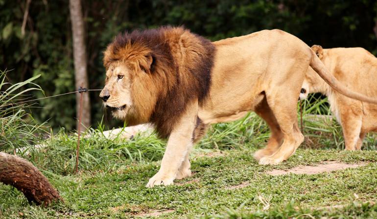 Leones decapitados y mutilados en Sudáfrica: Hallan tres leones decapitados y mutilados en Sudáfrica