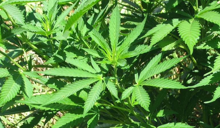 Marihuana dolores: La marihuana ayuda con algunas dolencias pero empeora otras