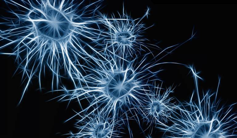 Neurona orientación espacial: Identifican un nuevo tipo de neurona relacionada con la orientación espacial