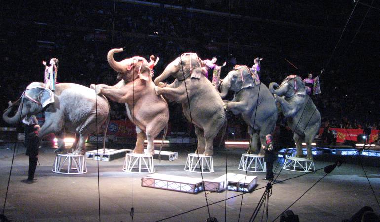 Animales en circos: El Circo Ringling cierra sus puertas tras casi siglo y medio de actividad