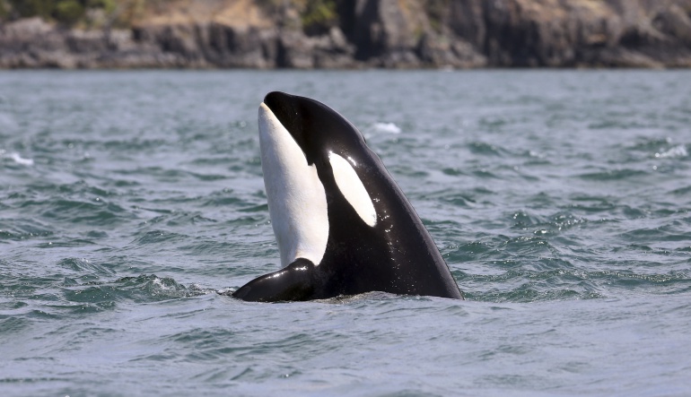 Aparecen muertas al menos 81 orcas negras en la costa sur de Florida