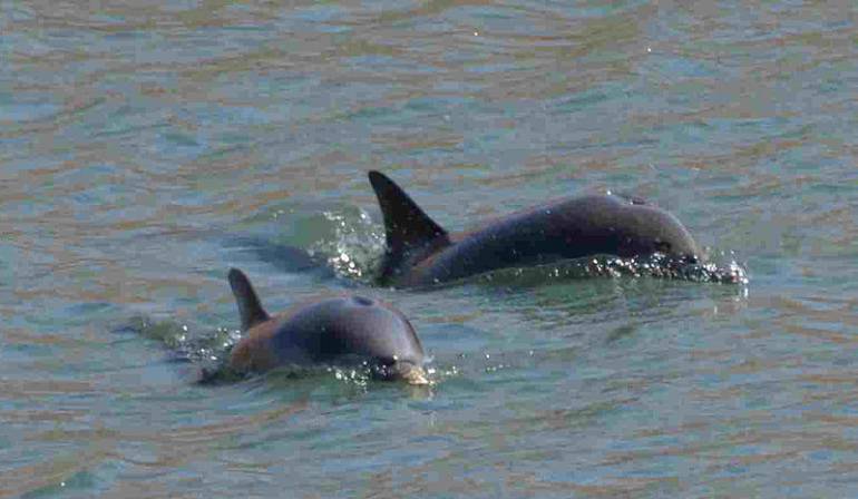 Mueren delfines en Florida: Más de 80 delfines mueren en las costas de Florida