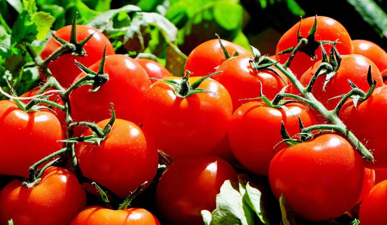 Sabor de los tomates: ¿Por qué los tomates ya no saben a nada?