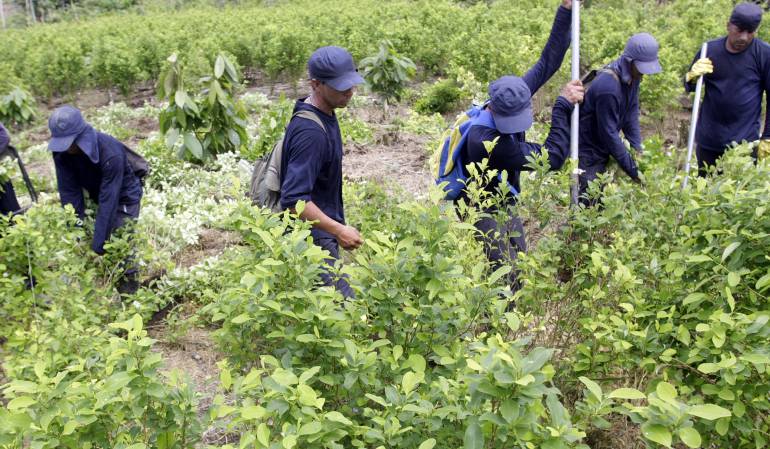 erradicacion de cultivos ilicitos: Ya van erradicadas 2100 hectáreas de cultivos ilícitos este año