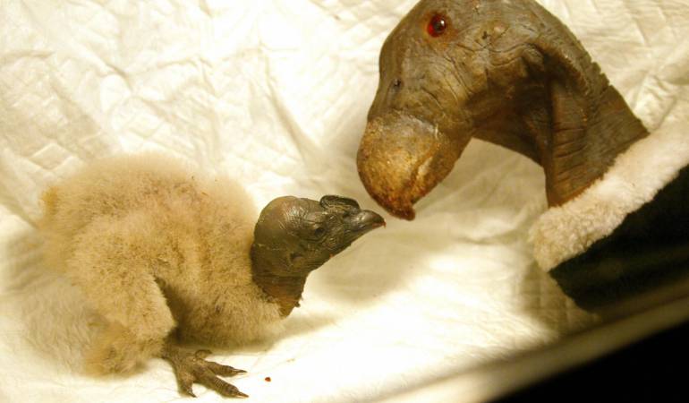 Cóndor, cautiverio.: Illimani el primer cóndor que nace en cautiverio