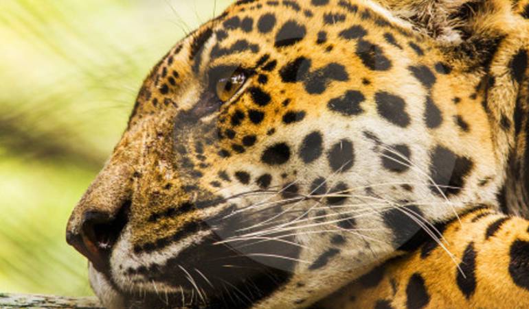 jaguar en peligro de extinción: El jaguar, otra especie en peligro a punto de desaparecer