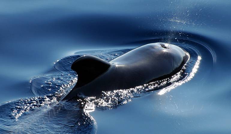 luchan por salvar ballenas: Los neozelandeses luchan por salvar ballenas varadas