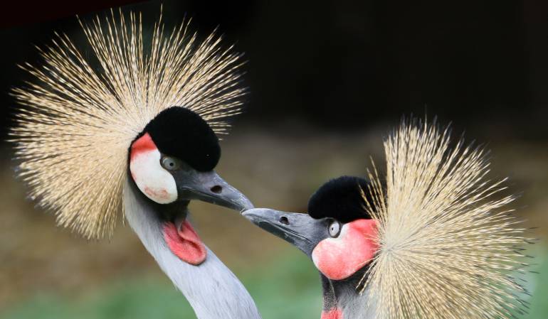 Las aves también son infieles