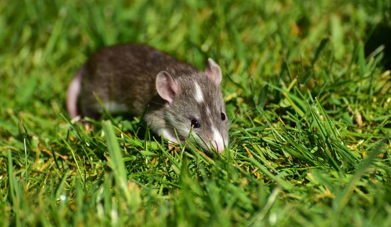 Enfermedad transmitida por ratas: Enfermedad transmitida por ratas causa una muerte en Nueva York