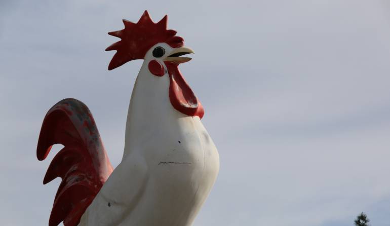 Estatua de pollo robada: Buscan estatua de pollo que fue robada en Carolina del Norte
