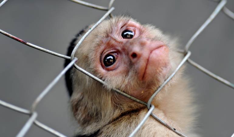 Mueren monos en Nicaragua: Aparecen muertos monos de varias especies en el litoral Caribe de Nicaragua