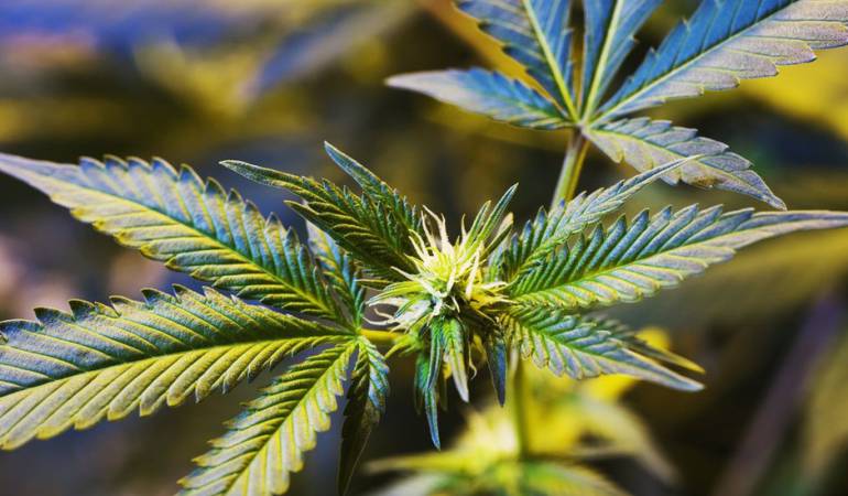 Marihuana medicinal: El coronel que cultiva marihuana en Italia para aliviar el dolor de enfermos de cáncer