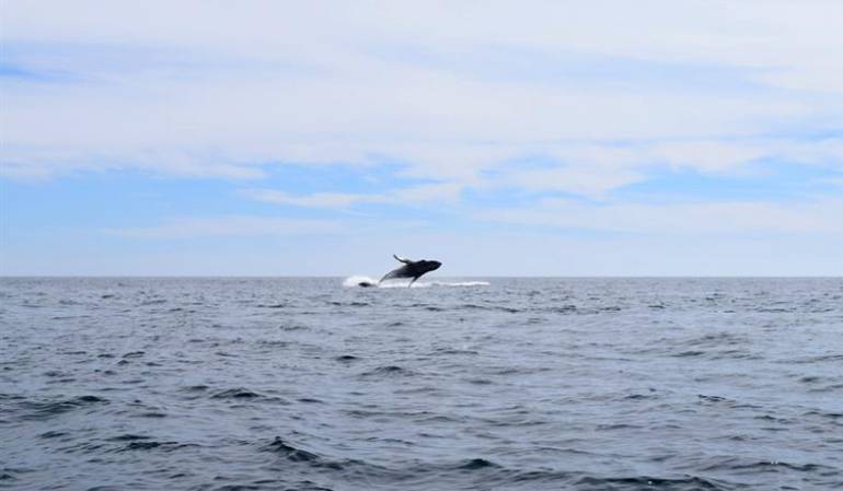 Ballena albina en México: Detectan cría albina de ballena gris en laguna del noroeste de México