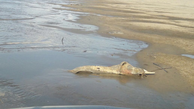 Delfines rosados sacrificados en Casanare