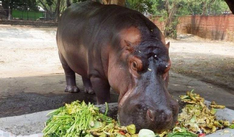 Gustavito llevaba 12 años en el zoológico nacional de El Salvador.