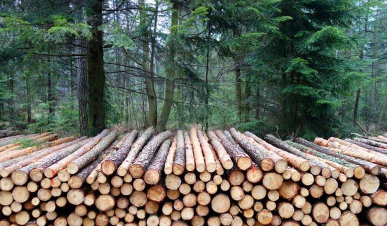 El 35% de los árboles talados se destina a la fabricación de papel y de cartón.